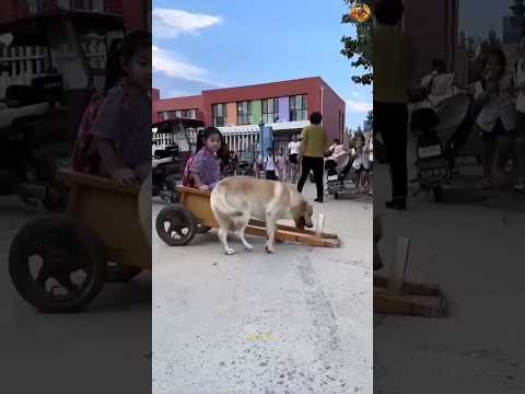 Dogs do their work every day.