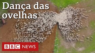 Miniatura do vídeo