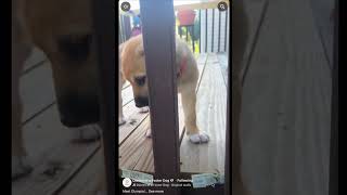 Video preview image #1 Labrador Retriever-Unknown Mix Puppy For Sale in Holly Springs, NC, USA