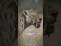 How did Smilodon become extinct from the earth#science #sciencefacts #sabertoothtiger