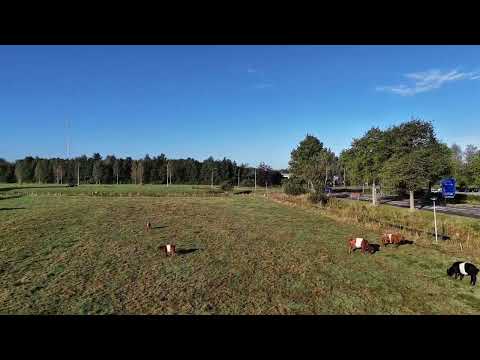 Een mooie grote groep lakenvelders bij elkaar 