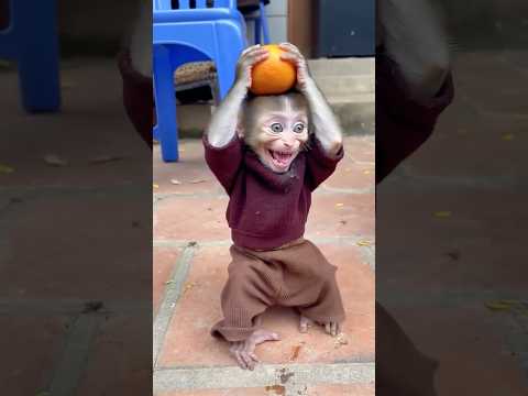 This baby monkey’s adorable smile is all the motivation you need today! 🌟🐵