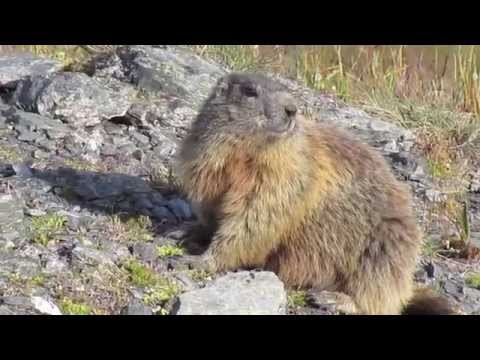 Traversata carnica 2012 prima parte 1/3