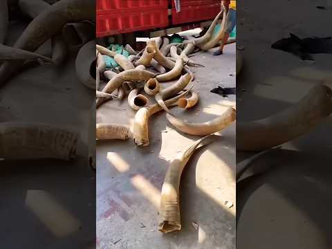 సుమ గారి భర్త ఆవు కొమ్ములని కట్ చేపించి ఏం చేస్తాడో తెలుసా#sumakanakala