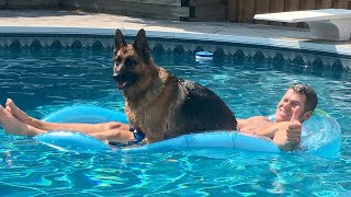 When Your Dog Invade Swimming Pool For The First Time 😂 Funny Dogs and Water