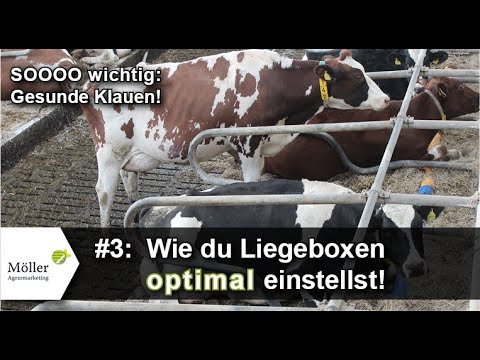 Klauengesundheit - Haltung der Kuh + Liegebox optimal einstellen! Teil #3 von 5 für Milchviehhalter