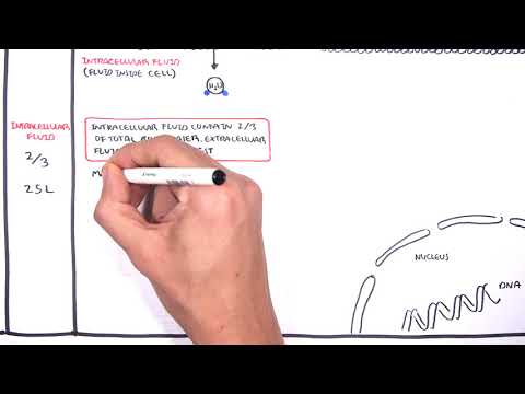 Overview of Fluid and Electrolyte Physiology (Fluid Compartment)
