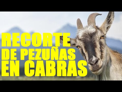 , title : '¿COMO HACER EL RECORTE DE PEZUÑAS EN CABRAS?'