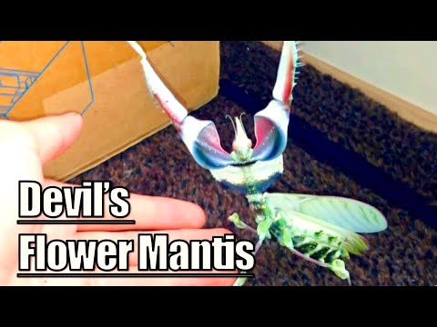 Modlivka čertova (Idolomantis diabolica) — spektakulárny výhražný (deimatický) postoj