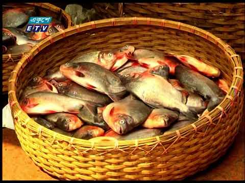 কারওয়ান বাজারে বিক্রি নিষিদ্ধ পিরহানহা ও আফ্রিকান মাগুর বিক্রেতাদের হাতে নাতে ধরলো র‌্যাব