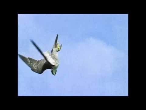 BELATZ HANDIA BERUNTZ ABIADAN