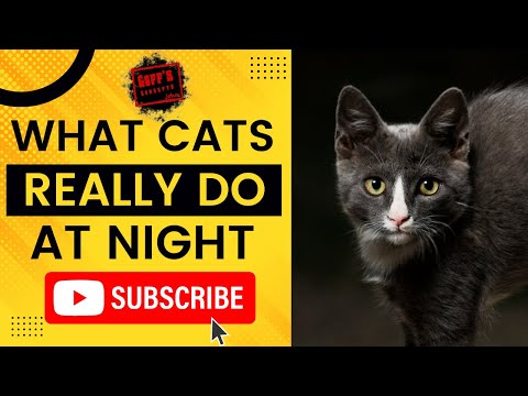 Try To Keep A Straight Face 🥴 - What Cats Really Do At Night Time 😼