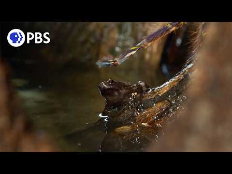Nature on PBS and Silverback Films