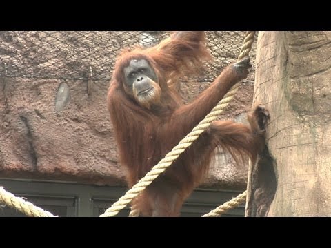 Oregon Zoo Red Ape Reserve History (Orangutans)