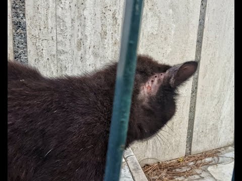 Massaggio per la colonna cervicale per il neonato Cibo secco per cani con articolazioni doloranti