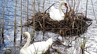 24.04.2017 - Gulbju ligzda - Лебединое гнездо - Swans nest v.2.0  Pt.2
