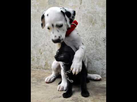 cani i migliori amici dell'uomo