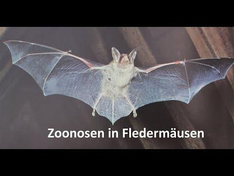 Fledermäuse und Zoonosen