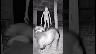 Pitbull Having Nightmare When Creature Attacks | Wakes Up in Pure Terror, Destroys Everything!