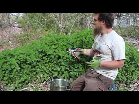 Edgewood Nursery Plant Profile: Stinging Nettle (Urtica dioica)