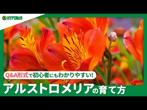花壇で最も美しい効果の赤いアルストロメリア