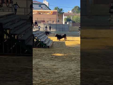 Caballo Rayo - Duo Clavelina