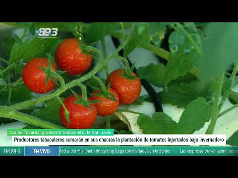 “Tabacaleros de San Javier diversifican: tomates injertados para enfrentar la crisis”