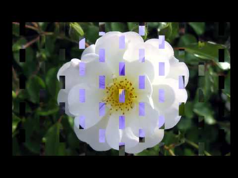 Hino 391 - Um peregrino sou aqui  ( Cantado )