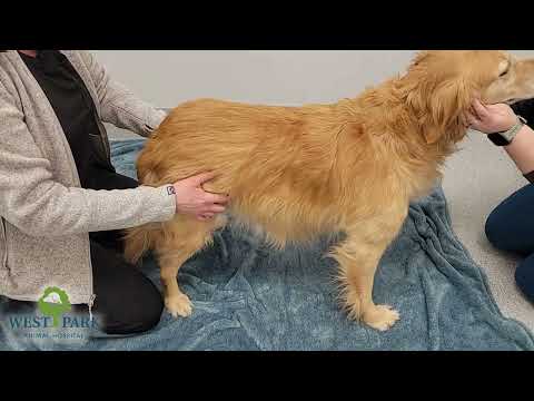 West Park Animal Hospital YouTube video thumbnail 22