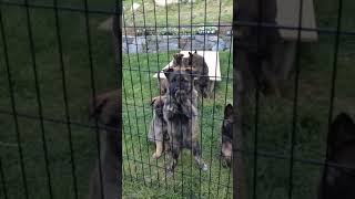 Dutch Shepherd Puppies Videos