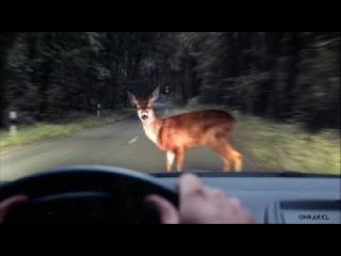 Wildwechsel Hörspiel DDR