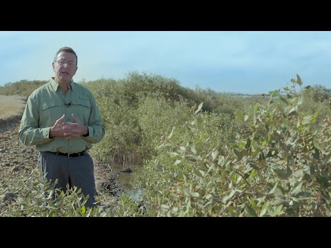 How mangroves and seagrasses can help mitigate climate change