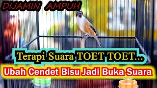 Download lagu TERAPI SUARA TOET TOET UBAH CENDET BISU BUKA SUARA, CENDET GACOR FULL ISIAN mp3