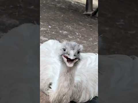 Angry Kevin's Jumpscare