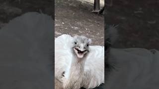 Download lagu Angry Kevin's Jumpscare mp3 Download lagu Angry Kevin's Jumpscare mp3