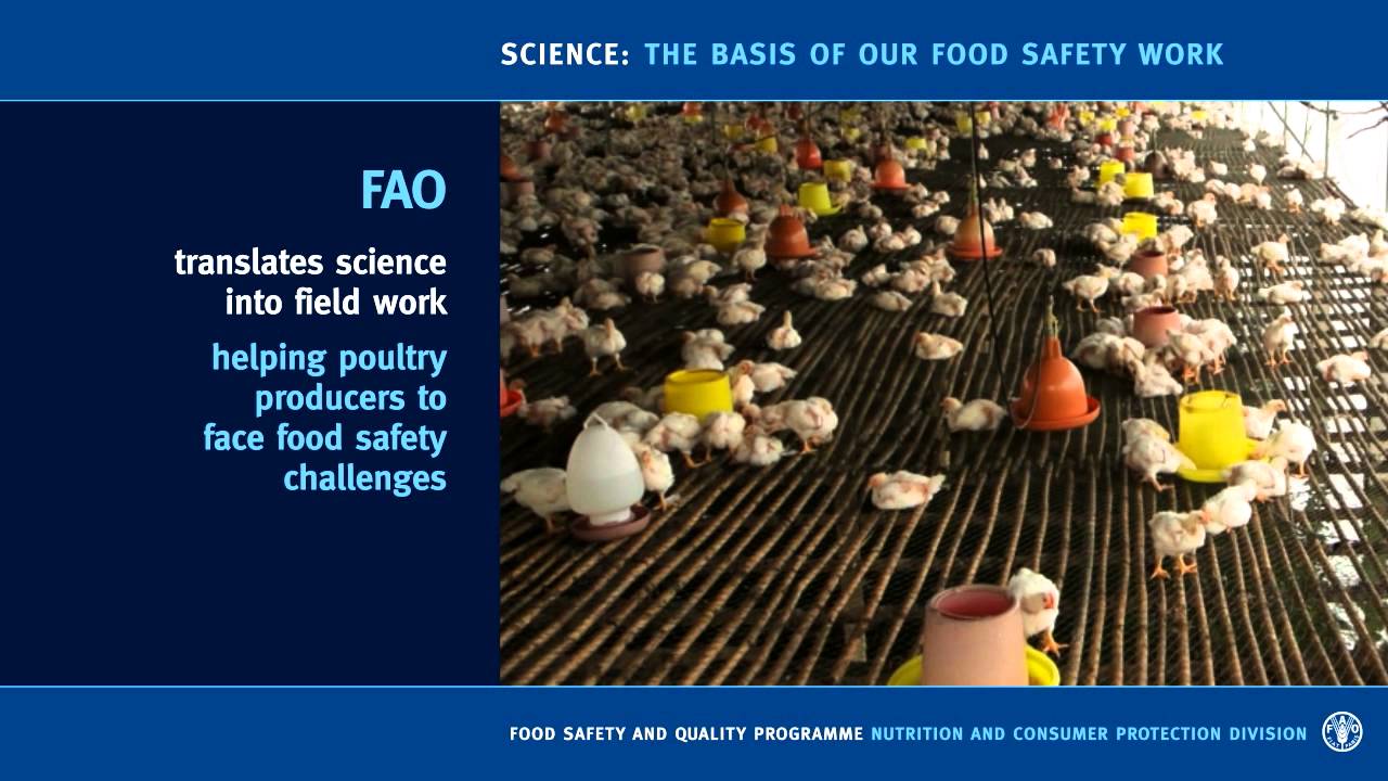 Science: the basis of FAO food safety work
