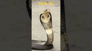 Download lagu Snake Best Short Video 🔥💯 || WhatsApp Status Video I #jungle #snake mp3
