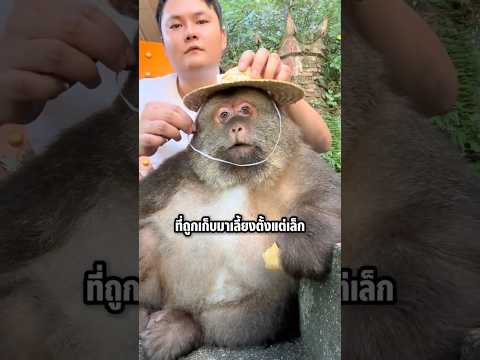 เจ้าลิงคุงตัวนี้อาจจะดูน่ารัก แต่นิสัยที่แท้จริงเป็นแบบนี้ #shorts #knowledge #viral #สาระความรู้