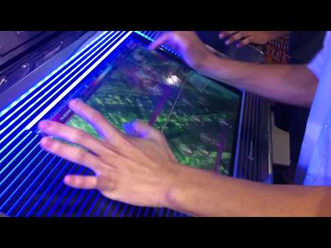 Cypher Gate MX by Chopang with hand guide