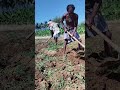 Vivasayam Matrum Thotta Payeer Farming Shortsvideo Agriculture Vivasayam Tamil