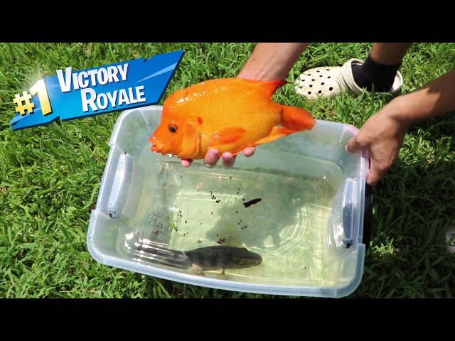FISH BATTLE ROYALE In Plastic tub
