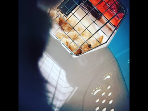 Kiththu meets azizah ❤️🤝🤝