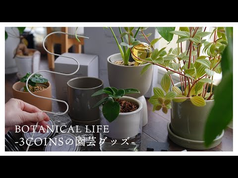 フラッターラッシュ 植物