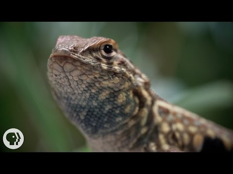 These Lizards Have Been Playing Rock-Paper-Scissors for 15 Million Years  | Deep Look