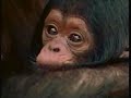 National Geographic S Really Wild Animals Family Music Video