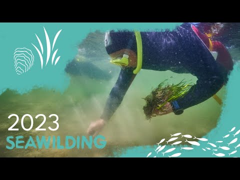 Plant hectares of seagrass meadow