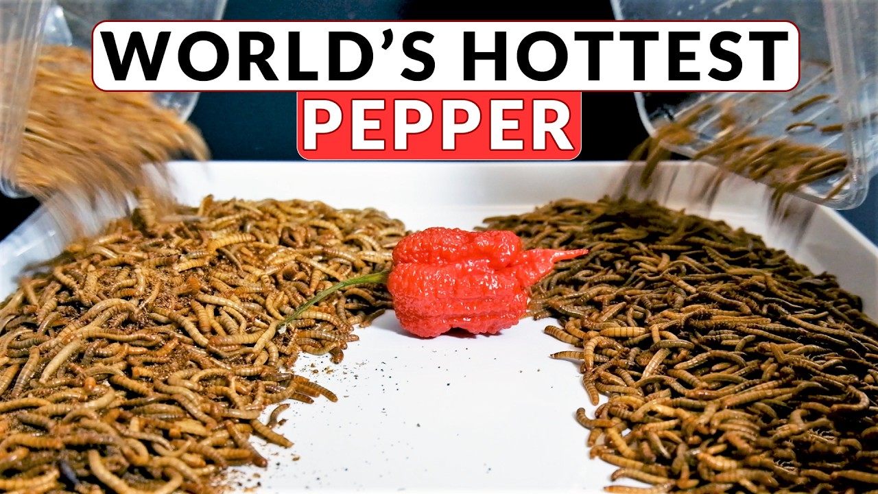 CAROLINA REAPER VS MEALWORMS