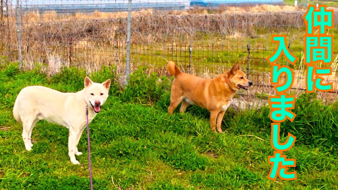 【野犬達の様子】シロくん群れに入れました