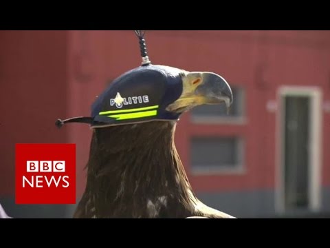 Eagles vs drones - BBC News