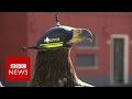 Eagles Vs Drones BBC News